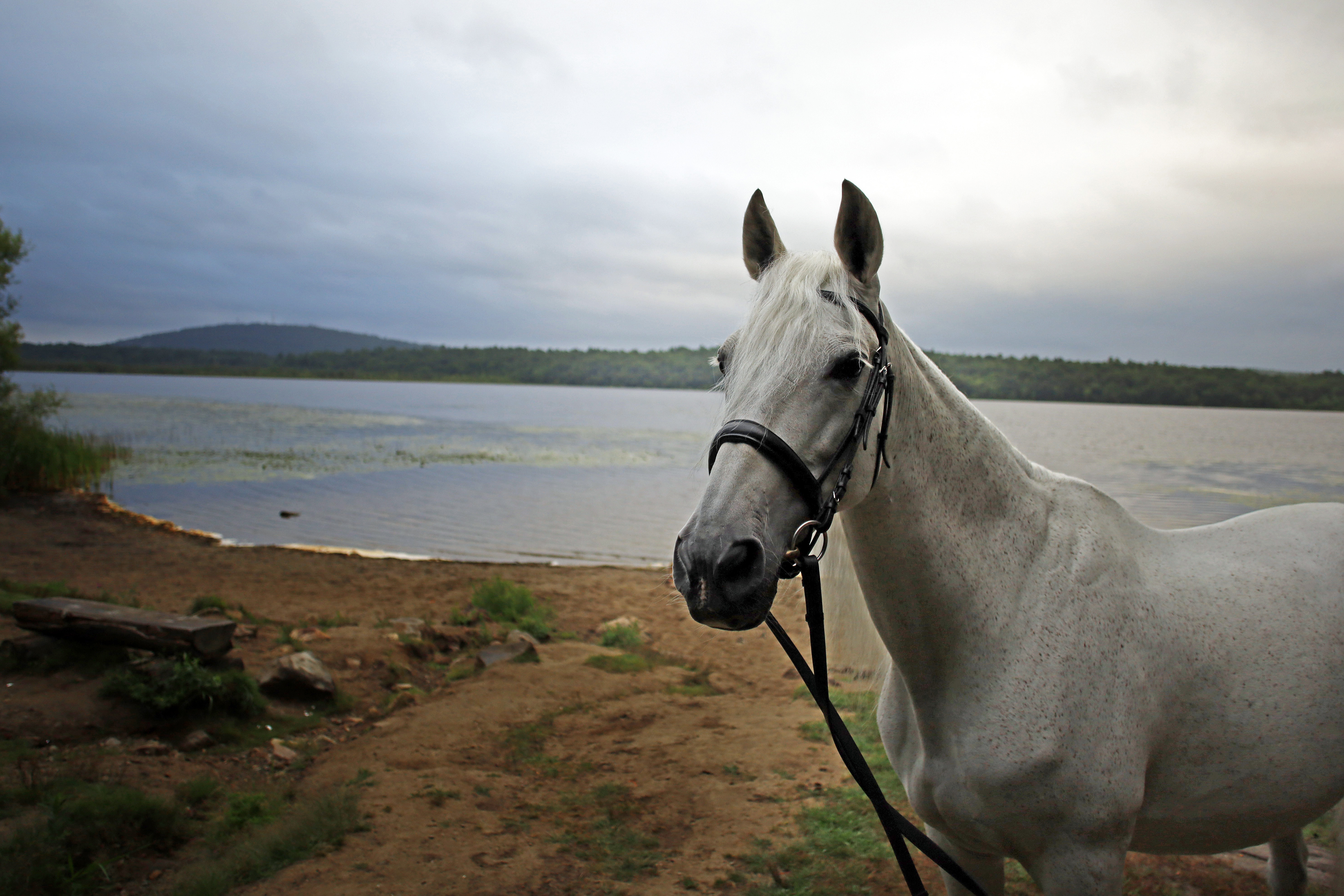 A View, A Tilt, A Horse